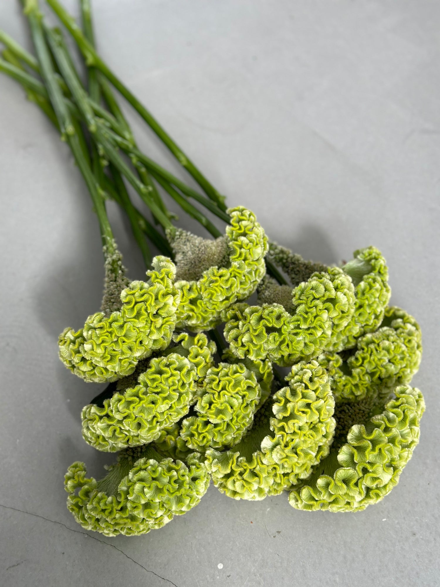 Celosia - Green (5 Stems) - Laflora.ae