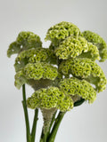 Celosia - Green (5 Stems) - Laflora.ae