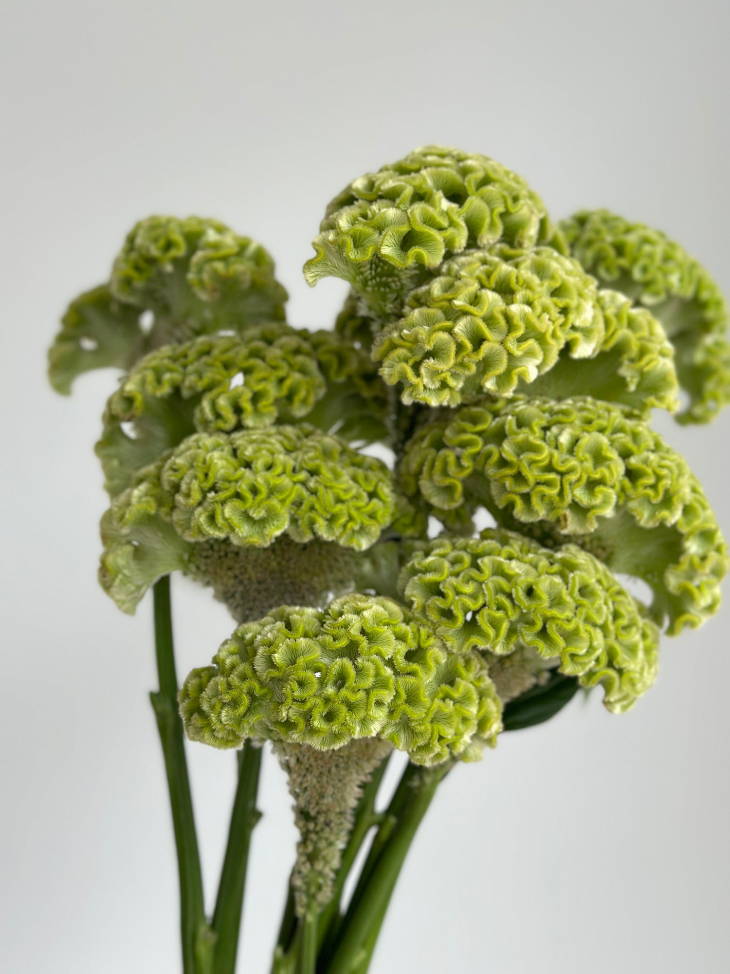Celosia - Green (5 Stems) - Laflora.ae