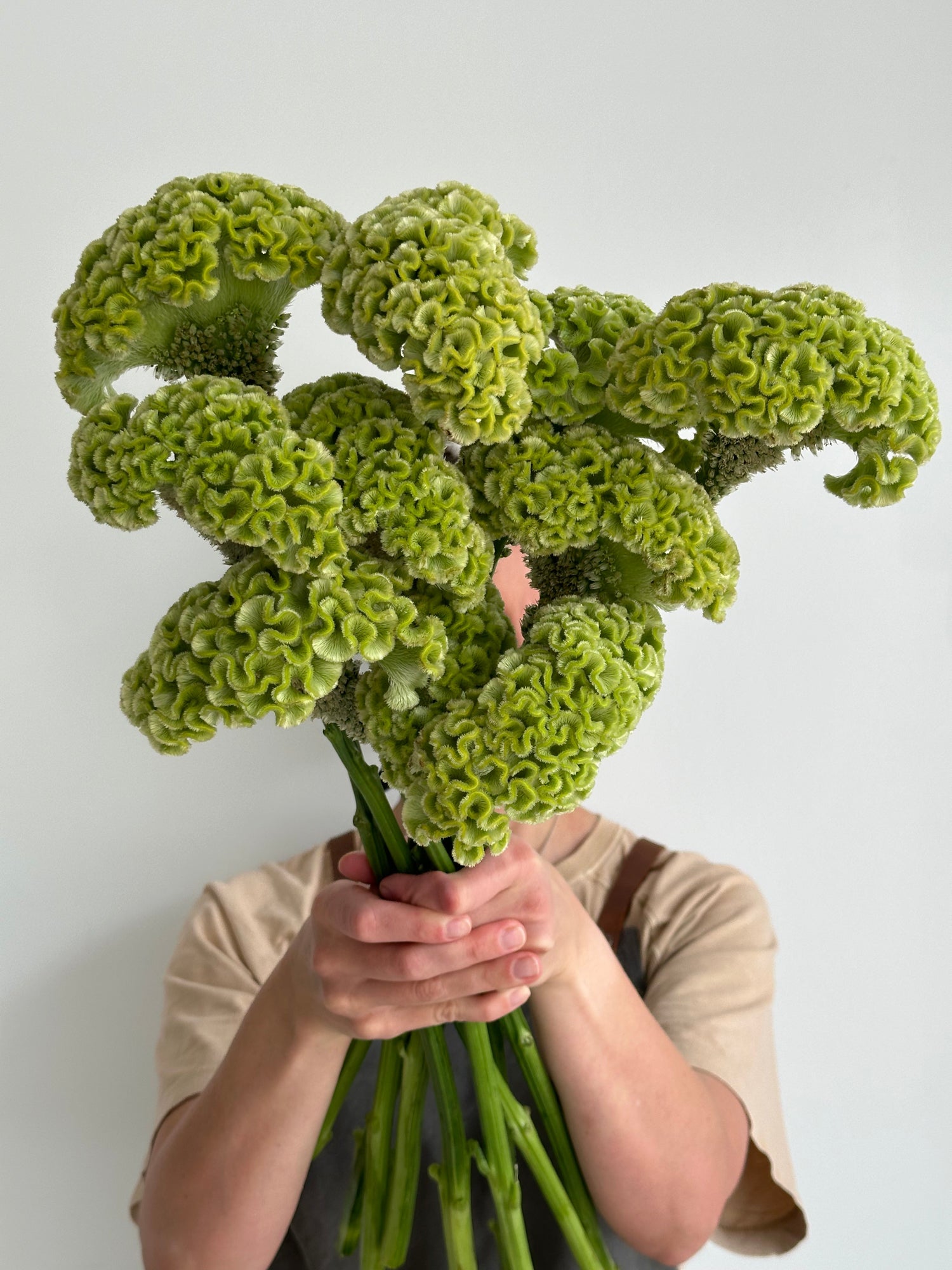 Celosia - Green (5 Stems) - Laflora.ae