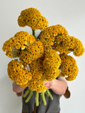Celosia - Reprise Gold (5 Stems) - Laflora.ae