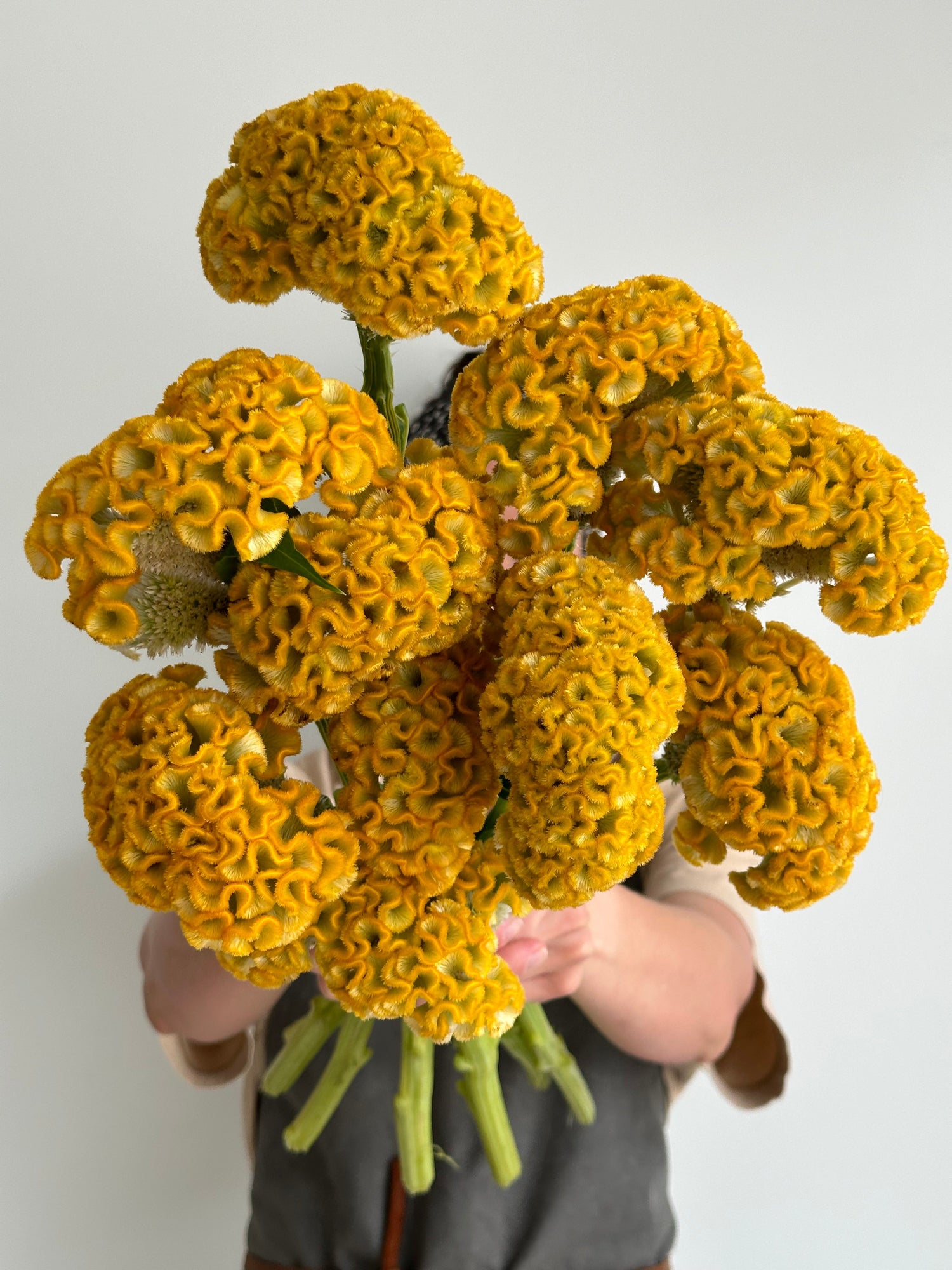 Celosia - Reprise Gold (5 Stems) - Laflora.ae