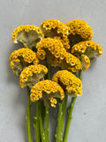 Celosia - Reprise Gold (5 Stems) - Laflora.ae