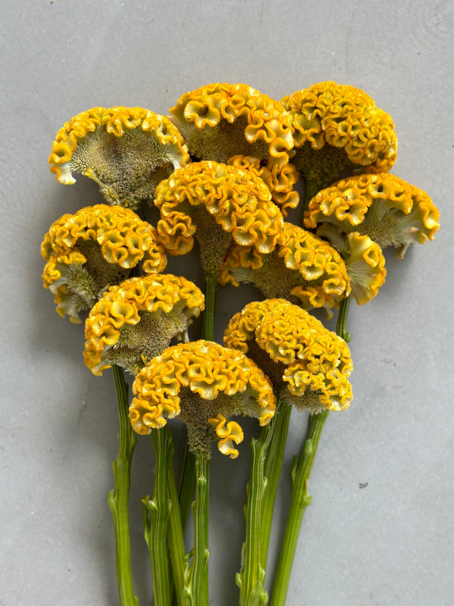 Celosia - Reprise Gold (5 Stems) - Laflora.ae
