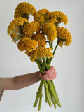 Celosia - Reprise Gold (5 Stems) - Laflora.ae