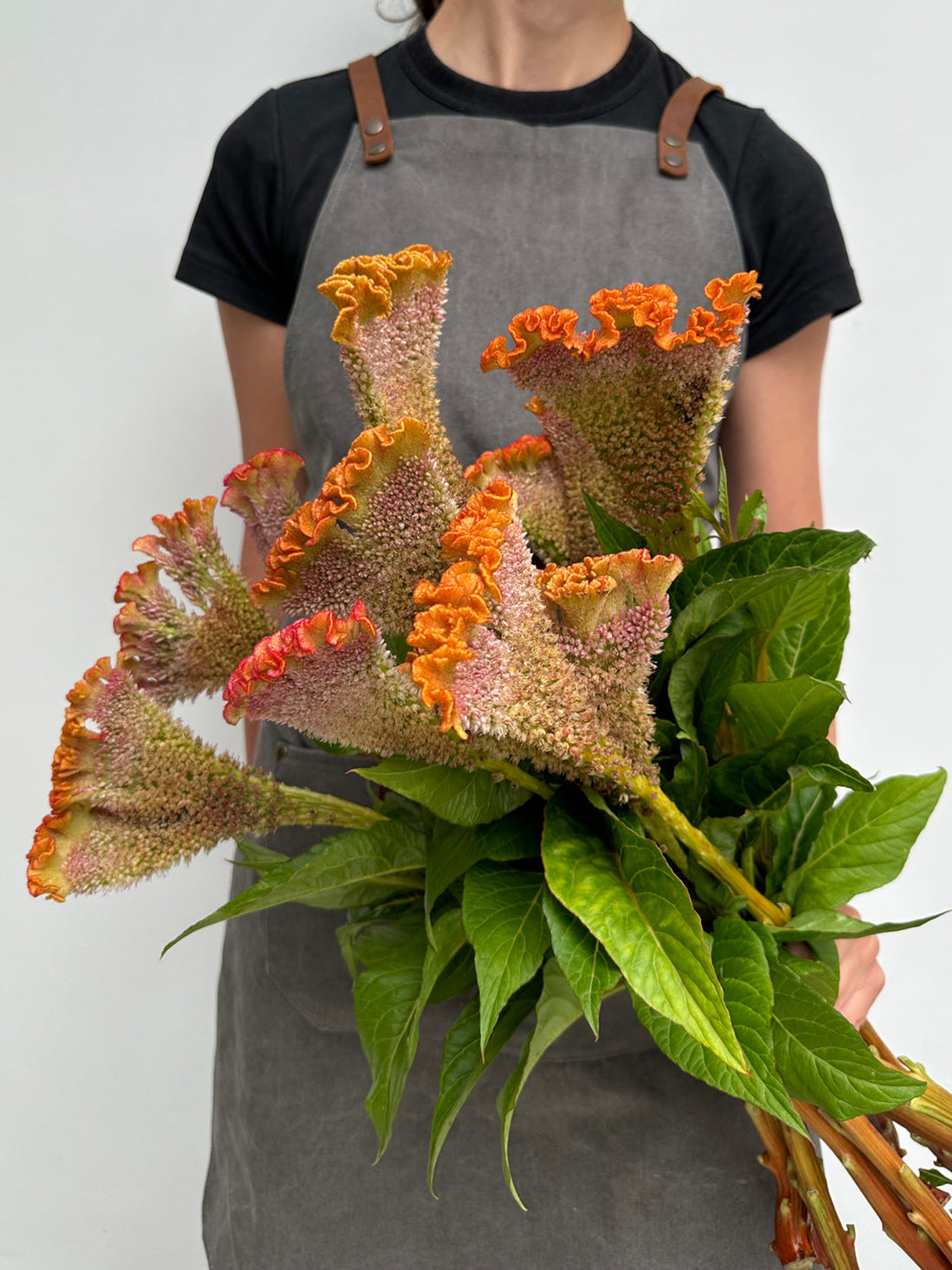 Celosia - Orange C Act Zara (5 Stems) - Laflora.ae