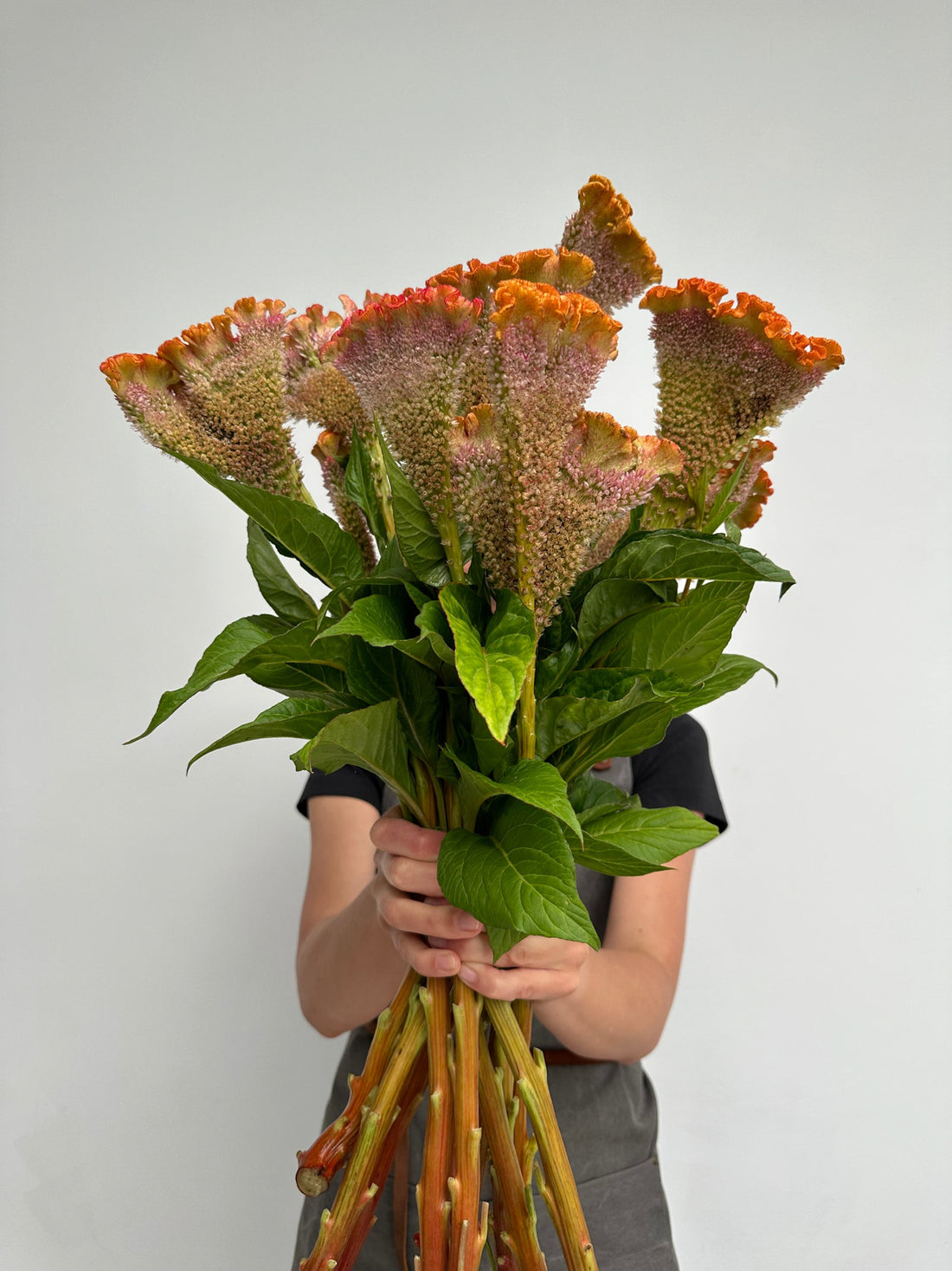 Celosia - Orange C Act Zara (5 Stems) - Laflora.ae