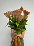 Celosia - Orange C Act Zara (5 Stems) - Laflora.ae