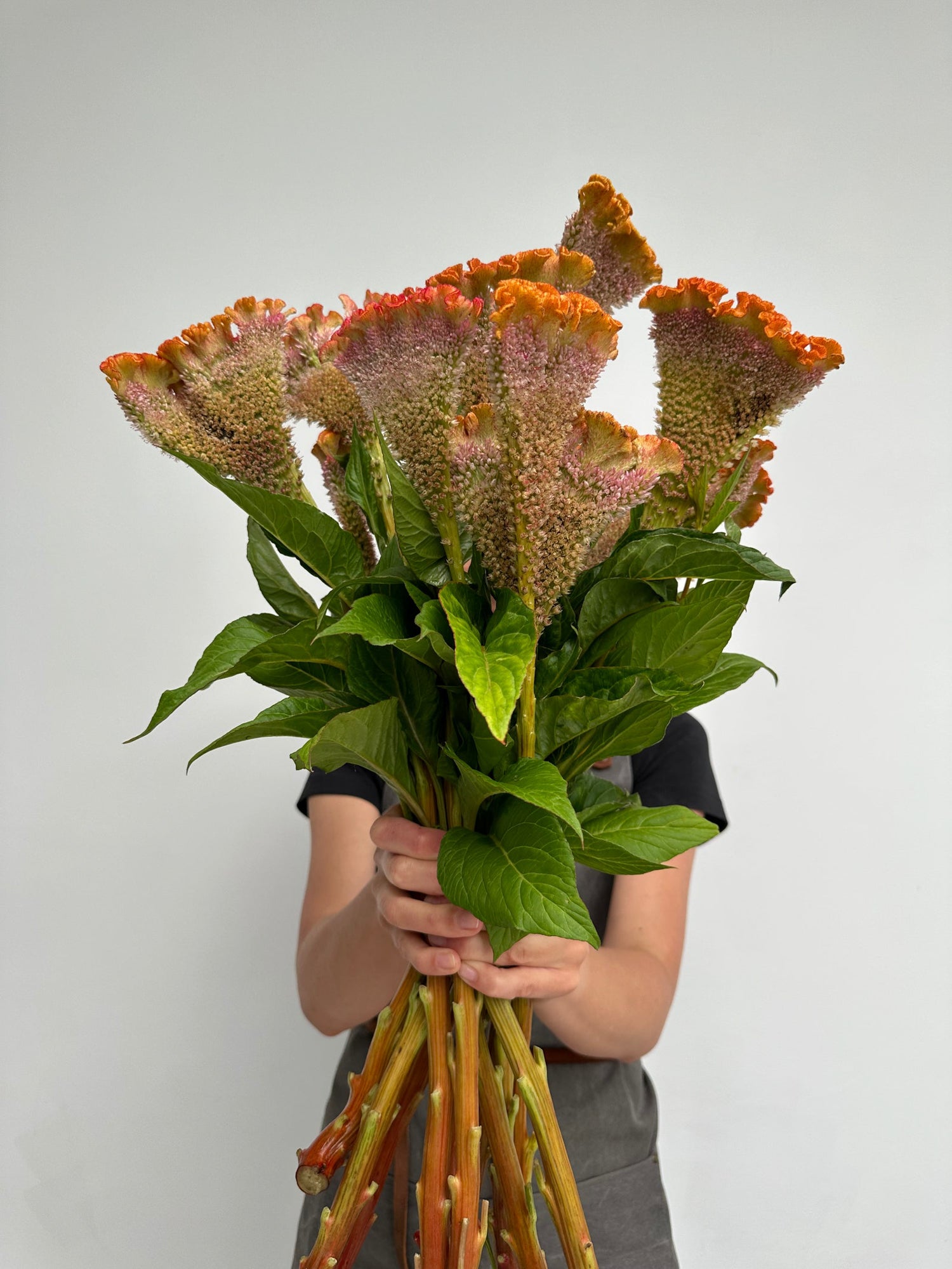 Celosia - Orange C Act Zara (5 Stems) - Laflora.ae