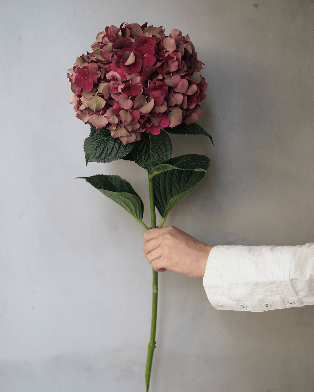 Burgundy Hydrangea - Premium - Laflora.ae