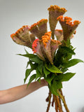 Celosia - Orange C Act Zara (5 Stems) - Laflora.ae