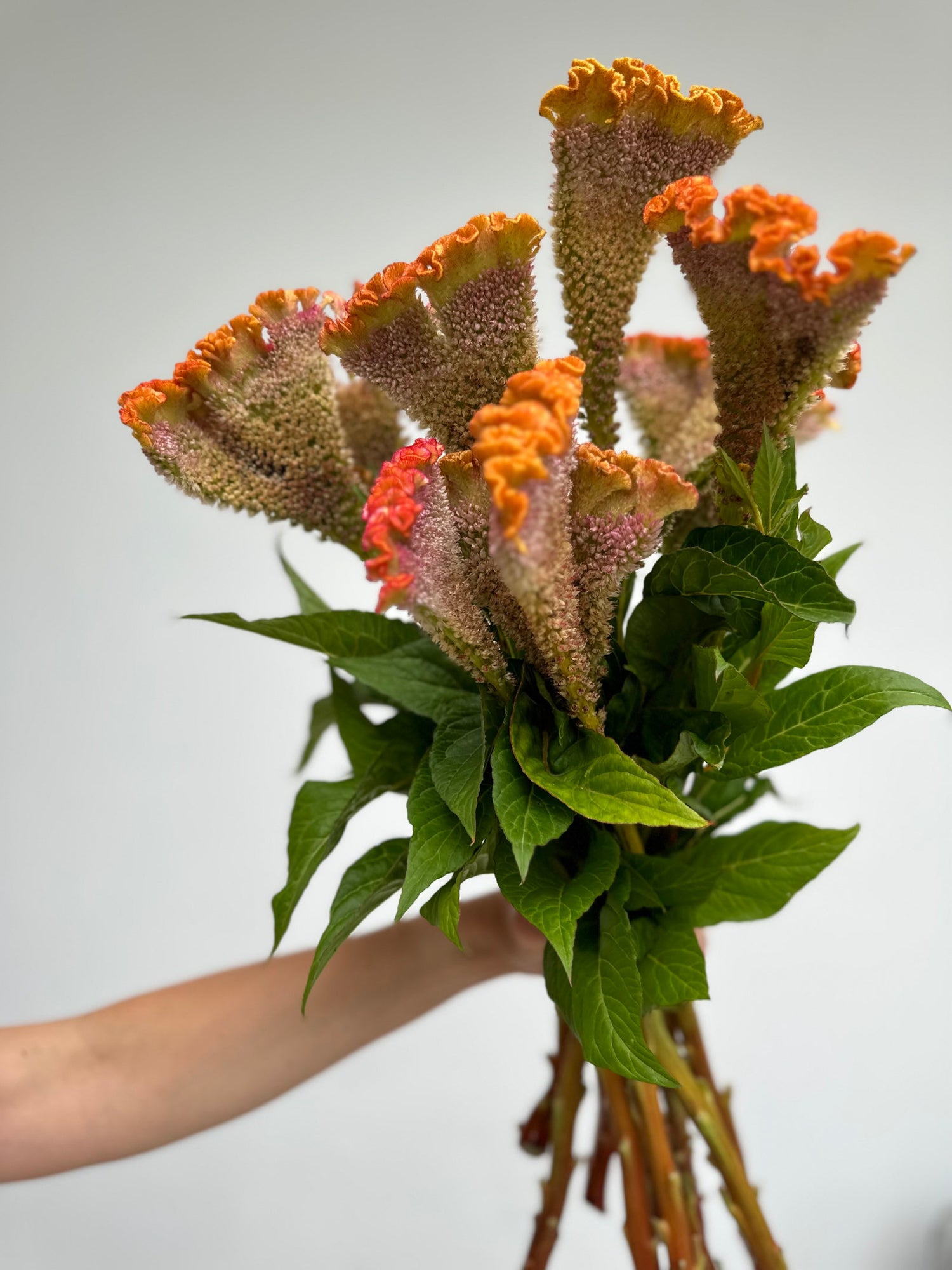 Celosia - Orange C Act Zara (5 Stems) - Laflora.ae