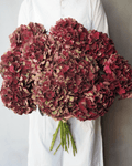 Burgundy Hydrangea - Premium - Laflora.ae