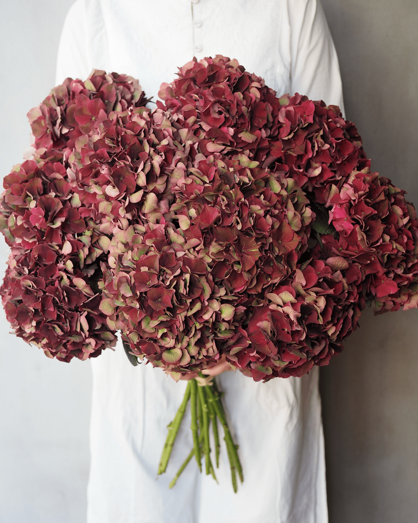 Burgundy Hydrangea - Premium - Laflora.ae