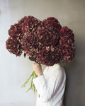 Burgundy Hydrangea - Premium - Laflora.ae