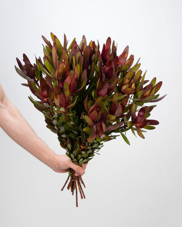 Leucadendron - Safari Sunset (5 Stems)