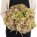 Green Antique Hydrangea - Premium - Laflora.ae