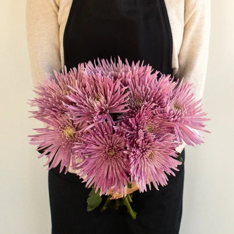 Chrysanthemum - Single Capriool (10 Stems) - Laflora.ae