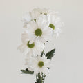 Chrysanthemum - Santini Rossi White (10 Stems) - Laflora.ae