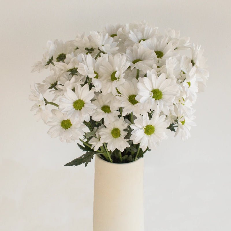 Chrysanthemum - Santini Rossi White (10 Stems) - Laflora.ae