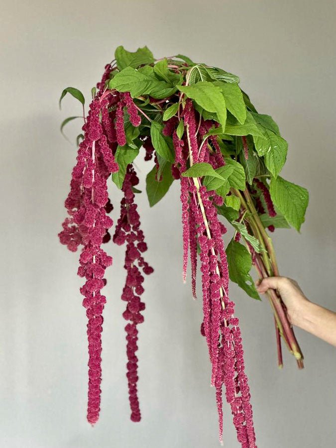 hanging red plant Amaranthus