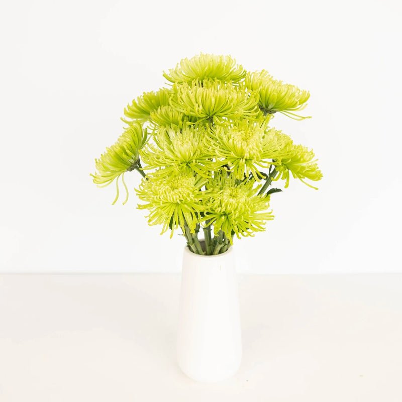 Chrysanthemum - Anastasia Green (10 Stems) - Laflora.ae