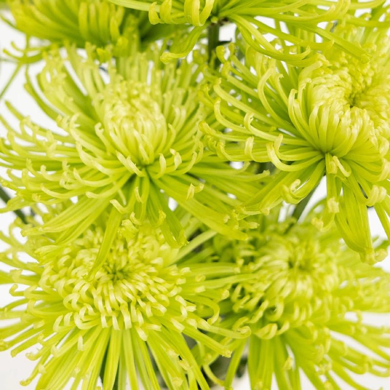 Chrysanthemum - Anastasia Green (10 Stems) - Laflora.ae