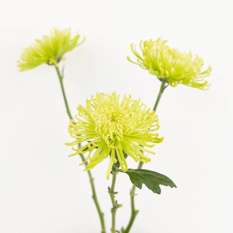 Chrysanthemum - Anastasia Green (10 Stems) - Laflora.ae