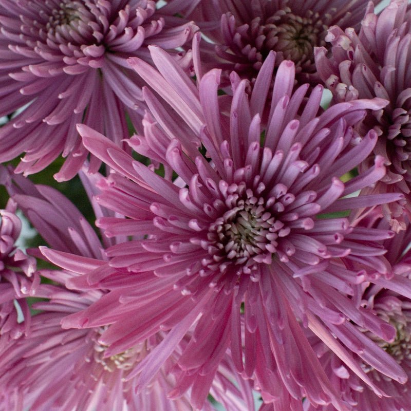 Chrysanthemum - Single Capriool (10 Stems) - Laflora.ae