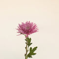 Chrysanthemum - Single Capriool (10 Stems) - Laflora.ae