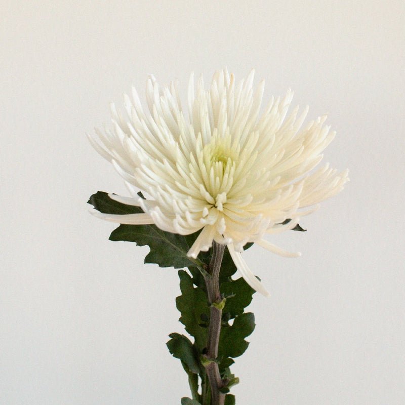 Chrysanthemum - White Spider (10 Stems) - Laflora.ae