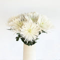 Chrysanthemum - White Spider (10 Stems) - Laflora.ae