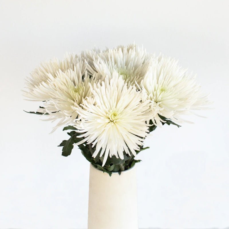 Chrysanthemum - White Spider (10 Stems) - Laflora.ae