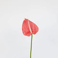 Pink Anthurium - Laflora.ae
