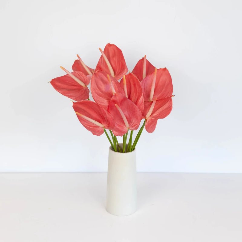 Pink Anthurium - Laflora.ae