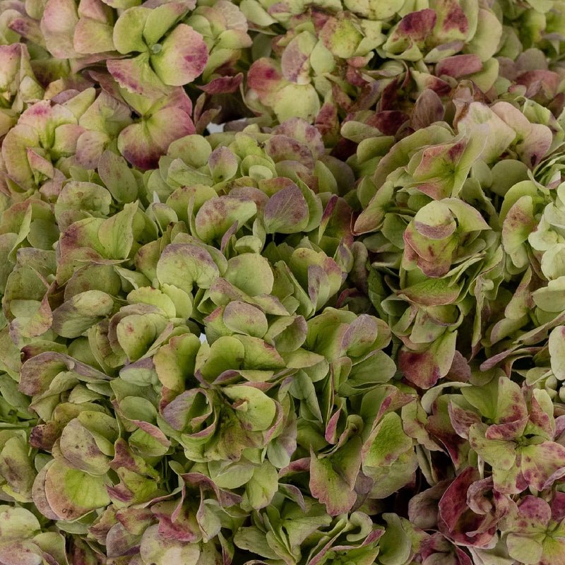 Green Antique Hydrangea - Premium - Laflora.ae