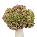 Green Antique Hydrangea - Premium - Laflora.ae