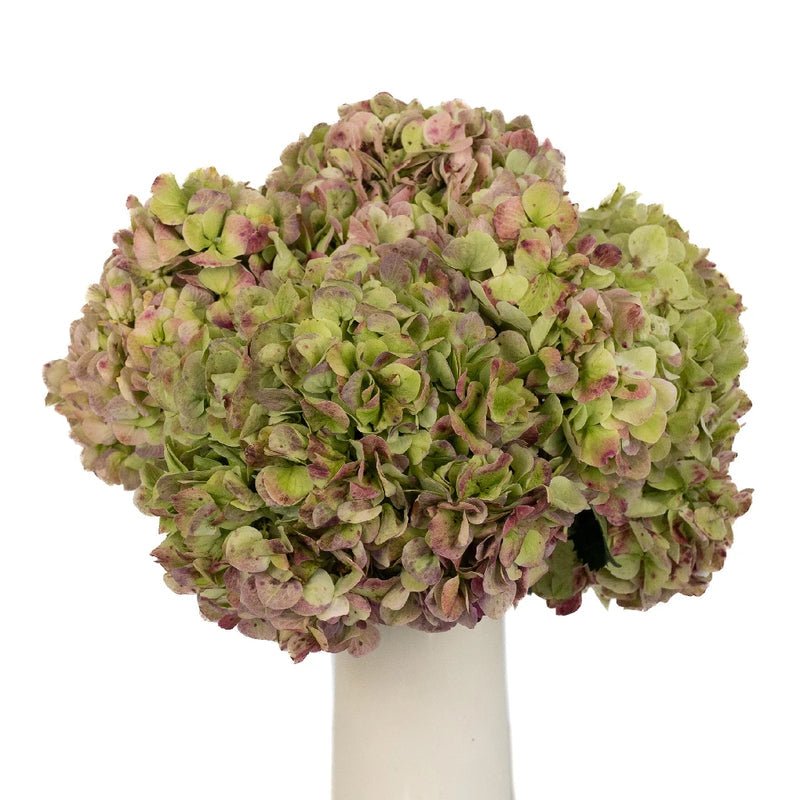 Green Antique Hydrangea - Premium - Laflora.ae
