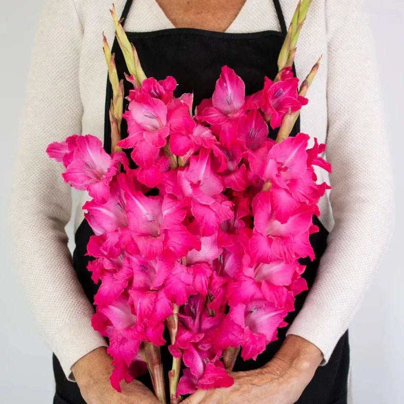 Gladiolus - Hot Pink (10 Stems) - Laflora.ae
