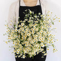 Tanacetum - Fever (20 Stems) - Laflora.ae