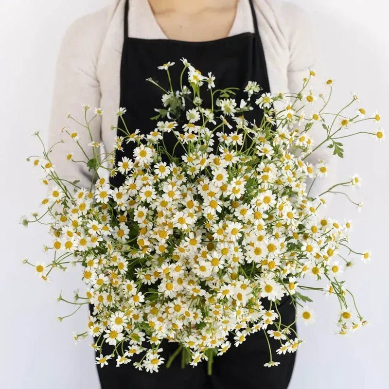 Tanacetum - Fever (20 Stems) - Laflora.ae