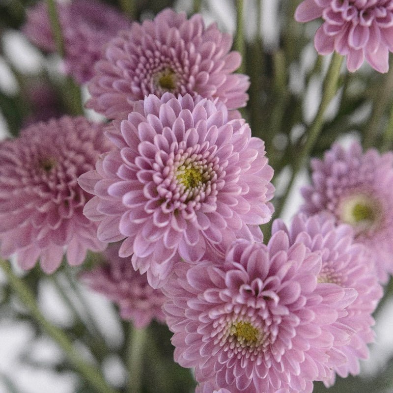 Chrysanthemum - Santini Pink (25 Stems) - Laflora.ae