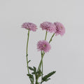 Chrysanthemum - Santini Pink (25 Stems) - Laflora.ae