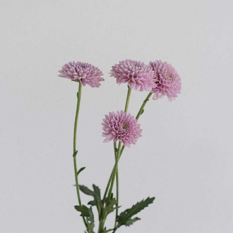 Chrysanthemum - Santini Pink (25 Stems) - Laflora.ae