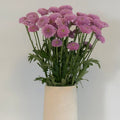 Chrysanthemum - Santini Pink (25 Stems) - Laflora.ae