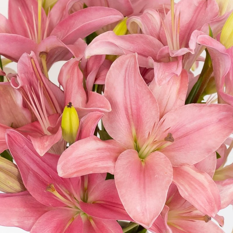 Lily - Bicolor Pink and White Asiatic (5 Stems) - Laflora.ae