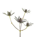 Eryngium - Blue Thistle (10 Stems) - Laflora.ae