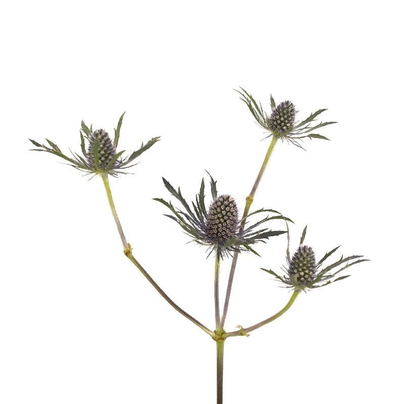 Eryngium - Blue Thistle (10 Stems) - Laflora.ae
