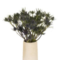 Eryngium - Blue Thistle (10 Stems) - Laflora.ae