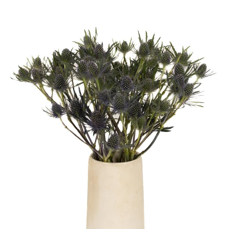 Eryngium - Blue Thistle (10 Stems) - Laflora.ae
